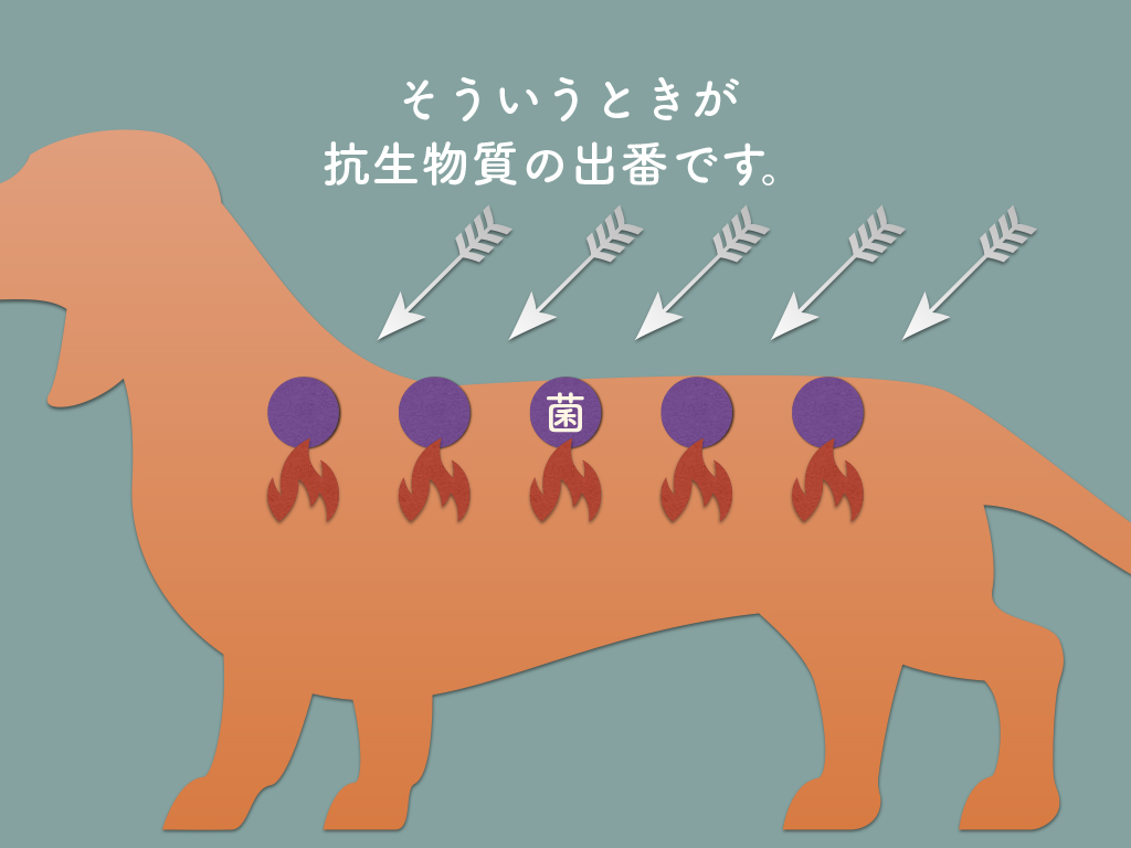 素朴な疑問によく効く 読むクスリ  犬と猫の皮膚科